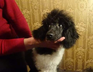 Photo №2 to announcement № 4367 for the sale of poodle (dwarf) - buy in Russian Federation private announcement