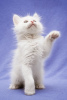 Photo №3. Funny kittens Vesnushkin and Kroshka are looking for a home!. Russian Federation