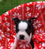 Photo №3. Adorable Boston Terrier Puppies for free adoption. Germany