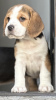 Additional photos: Beagle puppies