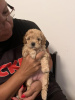 Photo №2 to announcement № 121842 for the sale of poodle (toy) - buy in Serbia breeder