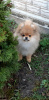 Photo №2 to announcement № 18787 for the sale of pomeranian - buy in Lithuania 