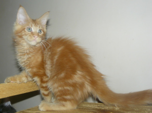 Photo №2 to announcement № 2088 for the sale of maine coon - buy in Russian Federation from nursery