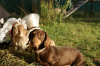Photo №4. I will sell dachshund in the city of Munich. private announcement, breeder - price - 423$
