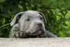 Additional photos: American Staffordshire Bull Terrier girls