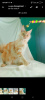 Photo №2 to announcement № 102214 for the sale of maine coon - buy in Russian Federation from nursery