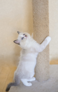 Photo №1. ragdoll - for sale in the city of Minsk | 600$ | Announcement № 2836