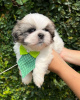 Photo №2 to announcement № 42910 for the sale of shih tzu - buy in United States breeder