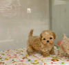 Photo №1. poodle (toy) - for sale in the city of Oslo | negotiated | Announcement № 122093