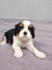 Additional photos: Perfect purebred Cavalier King Charles Spaniel puppies.