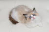 Photo №4. I will sell ragdoll in the city of Brussels. breeder - price - 1321$