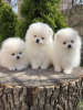 Photo №4. I will sell pomeranian in the city of Tampere. private announcement - price - 350$