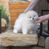 Photo №2 to announcement № 119503 for the sale of pomeranian - buy in Germany private announcement