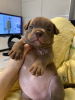 Additional photos: American Bully Pocket puppies