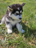 Photo №4. I will sell alaskan malamute in the city of Salt Lake City.  - price - Is free