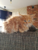 Photo №2 to announcement № 75887 for the sale of maine coon - buy in Netherlands private announcement, from nursery