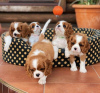 Photo №1. cavalier king charles spaniel - for sale in the city of Bournemouth | negotiated | Announcement № 71135