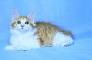 Photo №1. kurilen bobtail - for sale in the city of St. Petersburg | 334$ | Announcement № 2414