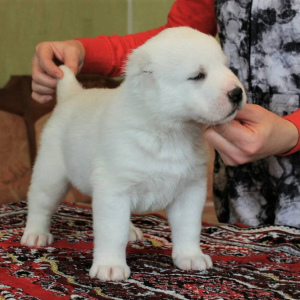 Photo №1. central asian shepherd dog - for sale in the city of Tyumen | negotiated | Announcement № 4105