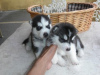 Photo №2 to announcement № 63479 for the sale of siberian husky - buy in United States 