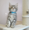 Photo №2 to announcement № 18098 for the sale of maine coon - buy in Russian Federation from nursery, breeder