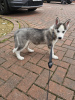 Photo №1. siberian husky - for sale in the city of Vantaa | 338$ | Announcement № 123482