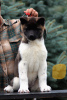 Photo №1. american akita - for sale in the city of Voronezh | negotiated | Announcement № 63718