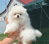 Photo №2 to announcement № 119990 for the sale of pomeranian - buy in Germany private announcement