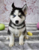 Photo №1. siberian husky - for sale in the city of Афины | 264$ | Announcement № 98643
