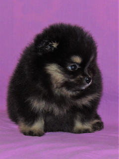 Photo №2 to announcement № 6348 for the sale of german spitz - buy in Russian Federation private announcement