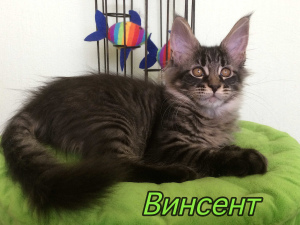 Photo №1. maine coon - for sale in the city of St. Petersburg | 893$ | Announcement № 3738