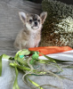 Photo №2 to announcement № 98466 for the sale of chihuahua - buy in Germany private announcement, from nursery, from the shelter, breeder
