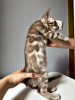 Photo №4. I will sell bengal cat in the city of St. Petersburg. breeder - price - 0$