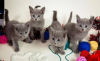 Photo №1. russian blue - for sale in the city of Амстердам | 1268$ | Announcement № 39808