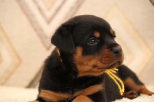 Photo №3. High breed Rottweil puppies. Russian Federation