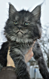 Photo №2 to announcement № 1170 for the sale of maine coon - buy in Russian Federation private announcement