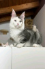 Photo №2 to announcement № 52021 for the sale of maine coon - buy in United States breeder