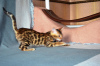 Photo №3. Bengal cats for sale for breeding. Russian Federation
