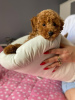 Photo №2 to announcement № 103894 for the sale of poodle (toy) - buy in Serbia breeder