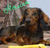 Additional photos: Longhaired miniature dachshund puppies