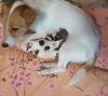 Photo №3. Jack Russell puppies. Russian Federation