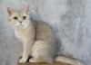 Photo №2 to announcement № 108555 for the sale of british shorthair - buy in United Arab Emirates breeder