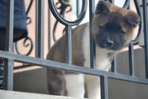 Photo №1. american akita - for sale in the city of Mogilyov | negotiated | Announcement № 5162