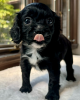 Photo №1. cavalier king charles spaniel - for sale in the city of Торонто | negotiated | Announcement № 113163