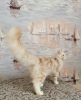 Photo №4. I will sell maine coon in the city of Dnipro. from nursery, breeder - price - 800$