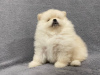 Photo №2 to announcement № 16051 for the sale of pomeranian - buy in Ukraine private announcement, from nursery, breeder