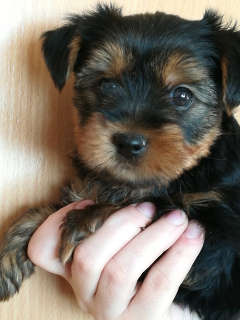 Photo №4. I will sell yorkshire terrier in the city of Minsk. private announcement - price - 106$