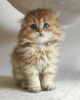 Photo №1. scottish fold - for sale in the city of Rzeszów | 1218$ | Announcement № 19347