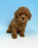 Photo №1. poodle (toy) - for sale in the city of Paris | negotiated | Announcement № 120021