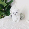 Photo №2 to announcement № 121043 for the sale of maltese dog - buy in Finland private announcement, breeder